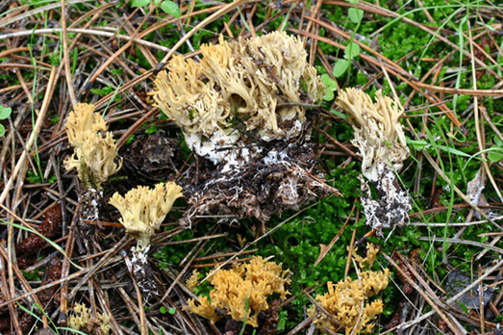 Ramaria flaccida ?